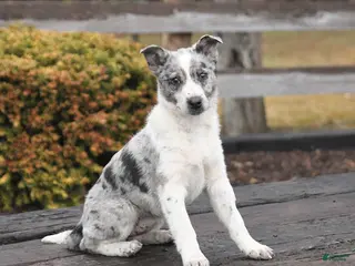 Mixed Breed dogs for sale: Darcy - Ad 1