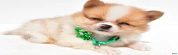 Pomeranian dogs for sale: Sandy - Ad 4