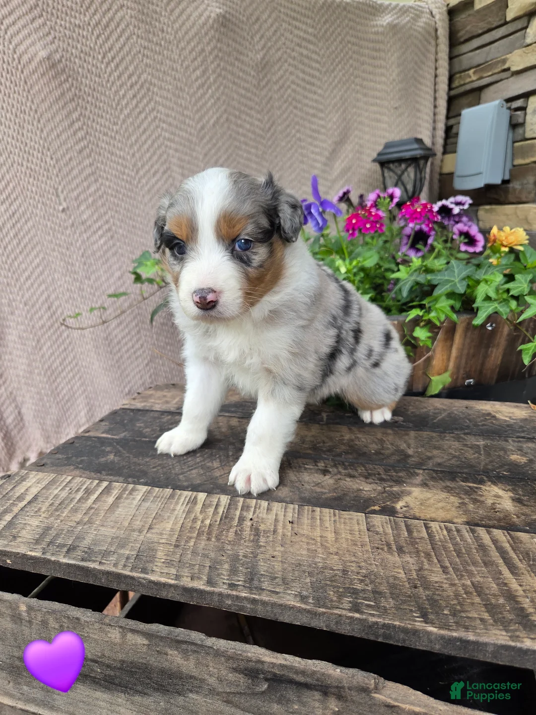 Australian Shepherd dogs for sale: Lilly - Ad 2