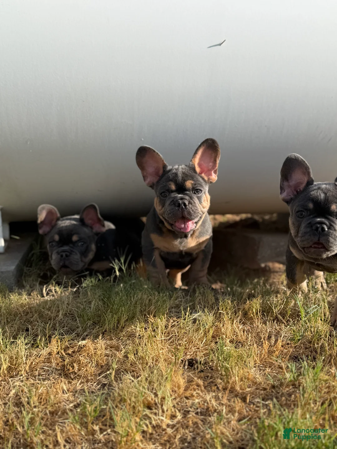French Bulldog dogs for sale: Zeus French Bulldog  - Ad 1