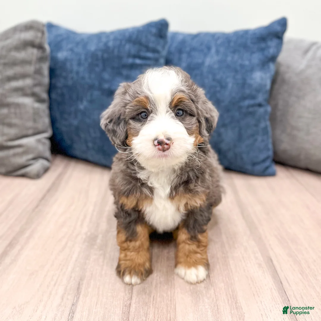 Mini Bernedoodle dogs for sale: Oscar - Ad 2