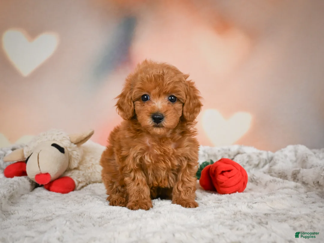 Toy Poodle dogs for sale: Alice - Ad 1