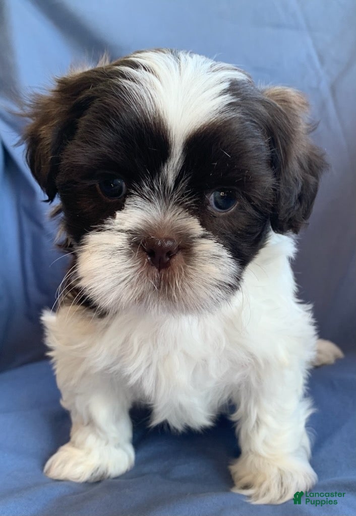 Shih Tzu dogs Milo - Ad 2