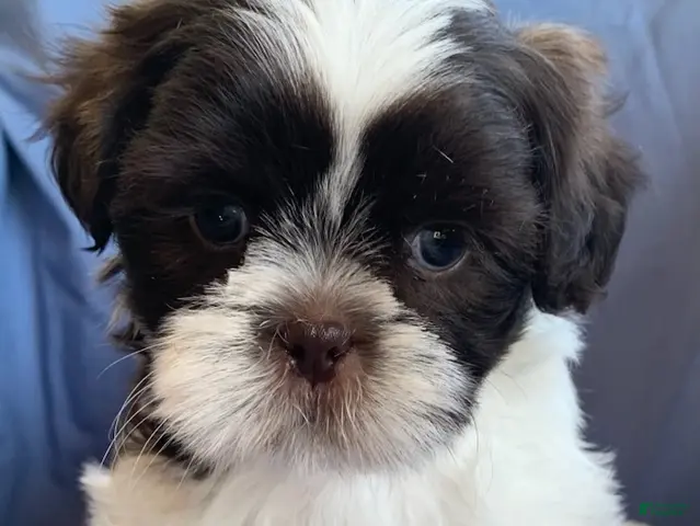 Shih Tzu dogs for sale: Milo - Ad 2