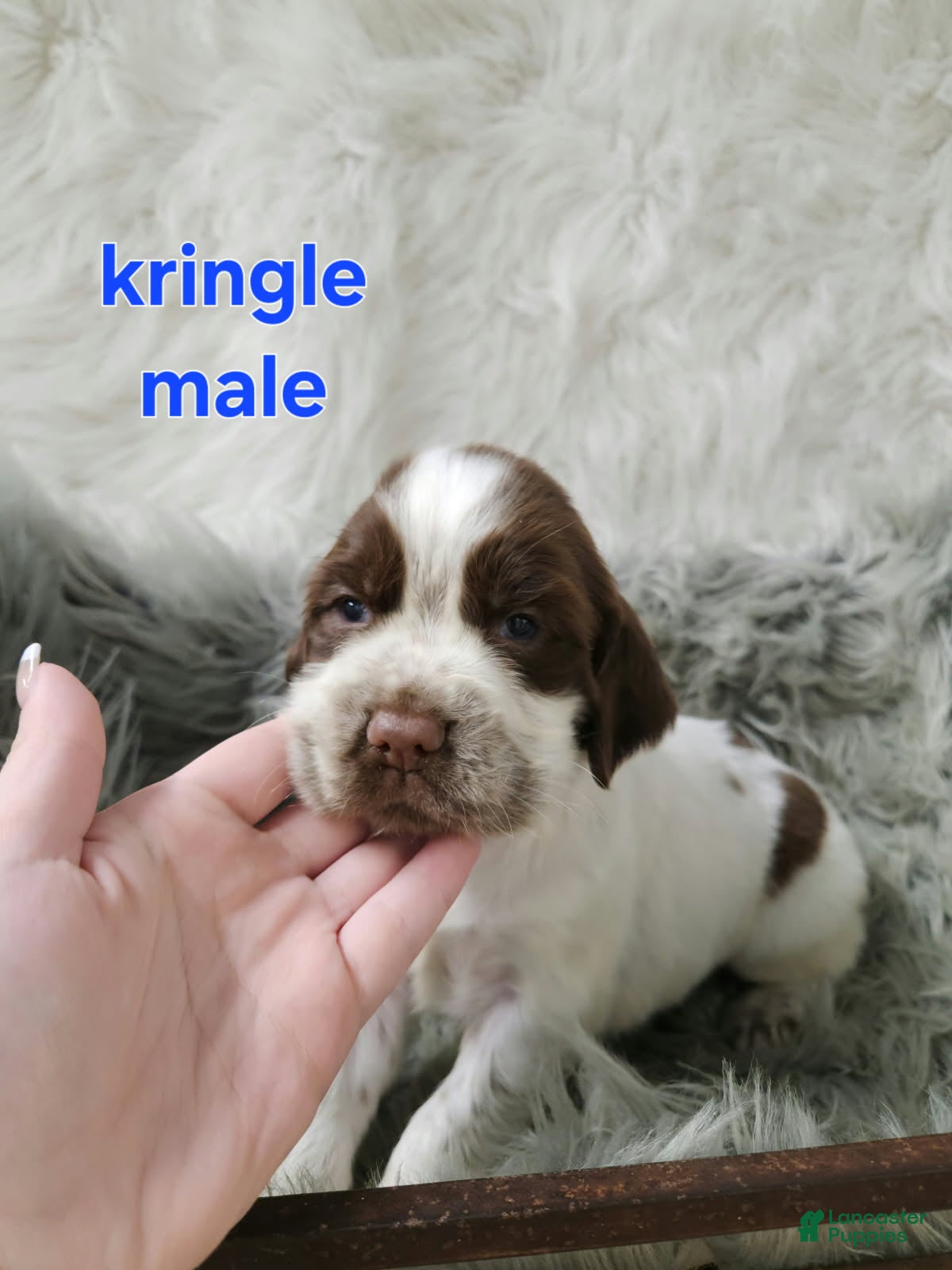 English Springer Spaniel dogs Kringle  - Ad 29