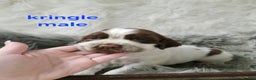 English Springer Spaniel dogs for sale: Kringle  - Ad 1