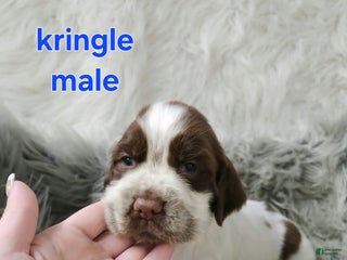English Springer Spaniel dogs Kringle - Ad 21