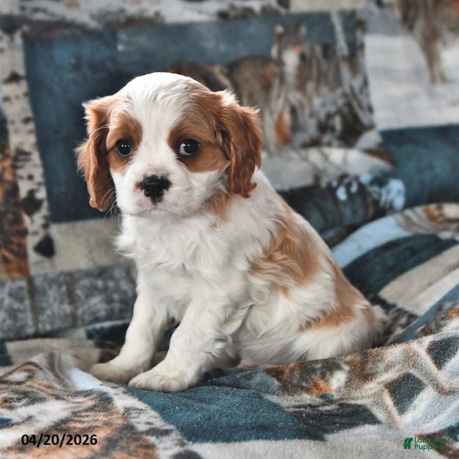 Cavalier King Charles Spaniel dogs Hero - Ad 1