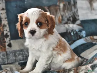 Cavalier King Charles Spaniel dogs for sale: Hero - Ad 1