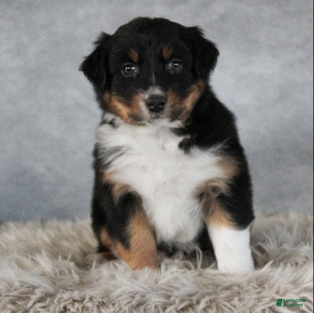 Australian Shepherd dogs for sale: Cali - Ad 2
