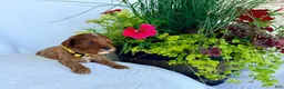 Cavapoo dogs for sale: Ruby - Ad 4