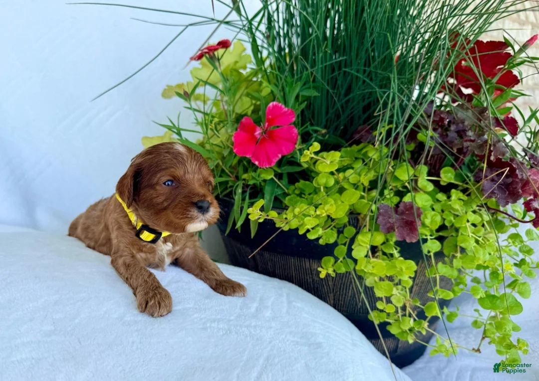 Cavapoo dogs for sale: Ruby - Ad 4