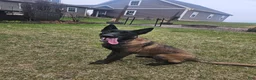 Belgian Malinois dogs for sale: Piper  - Ad 3