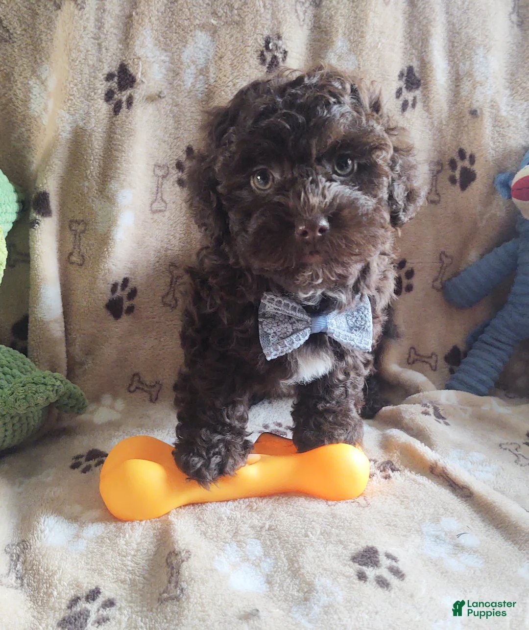 Maltipoo dogs for sale: Chocolate Chunk  - Ad 2