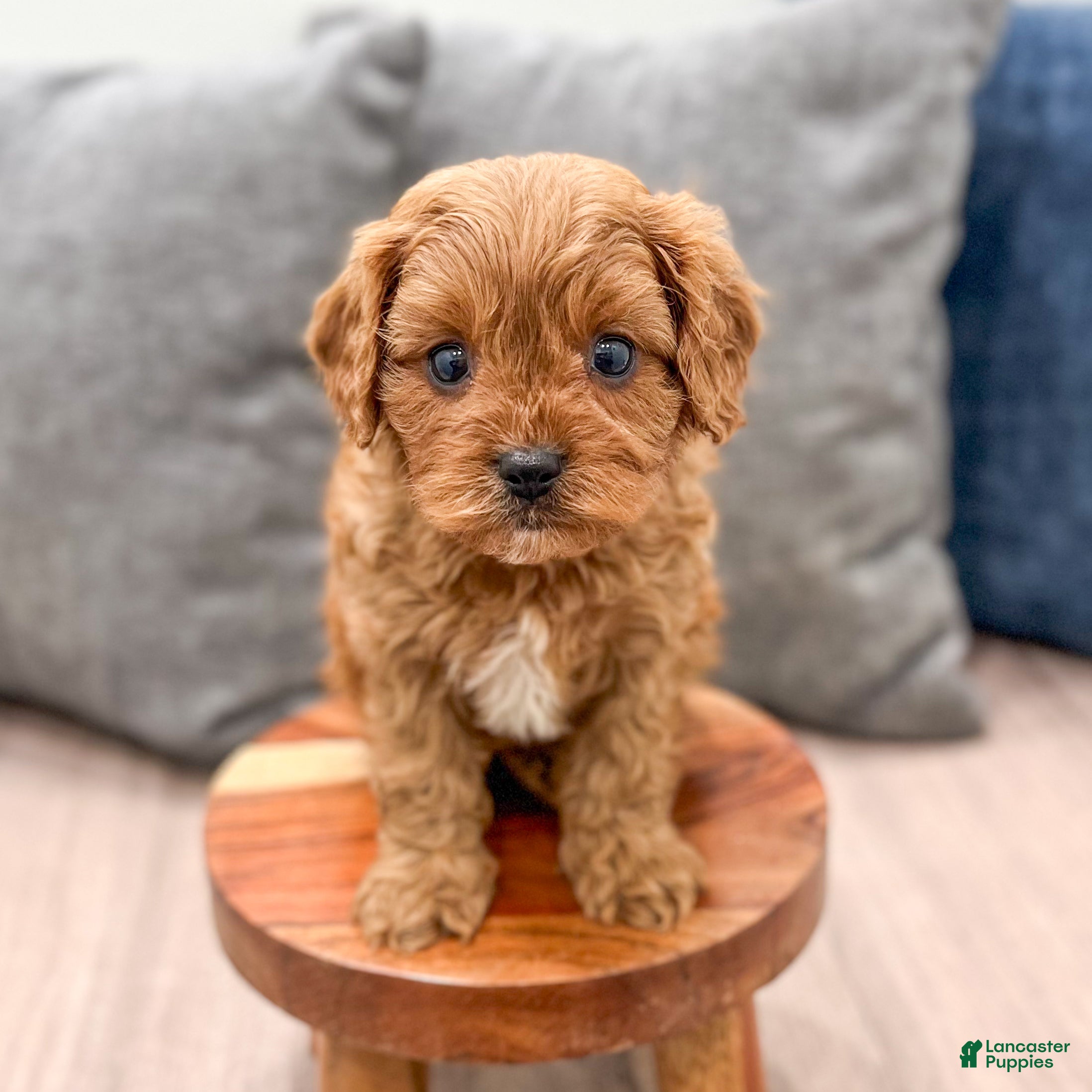 Cavapoo dogs Lucy - Ad 2