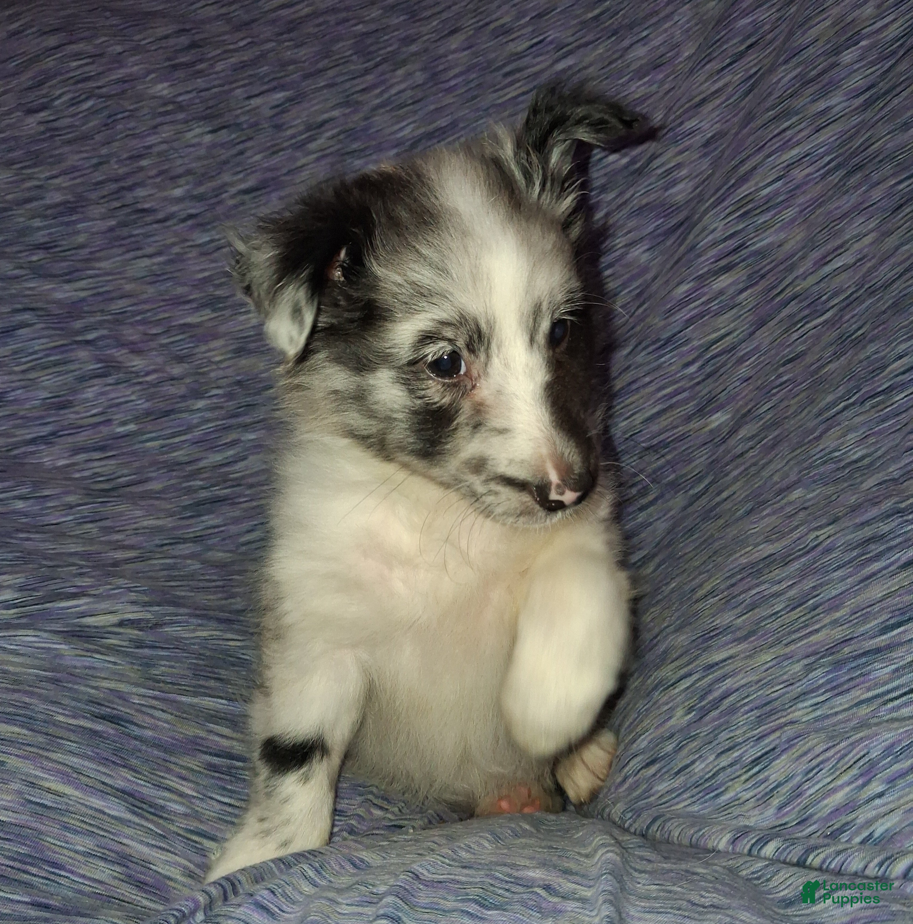 Shetland Sheepdog dogs Shetland Sheepdog Puppy 3 - Ad 3