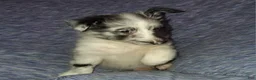 Shetland Sheepdog dogs for sale: Cassius - Ad 15