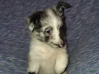 Shetland Sheepdog dogs Shetland Sheepdog Puppy 3 - Ad 3