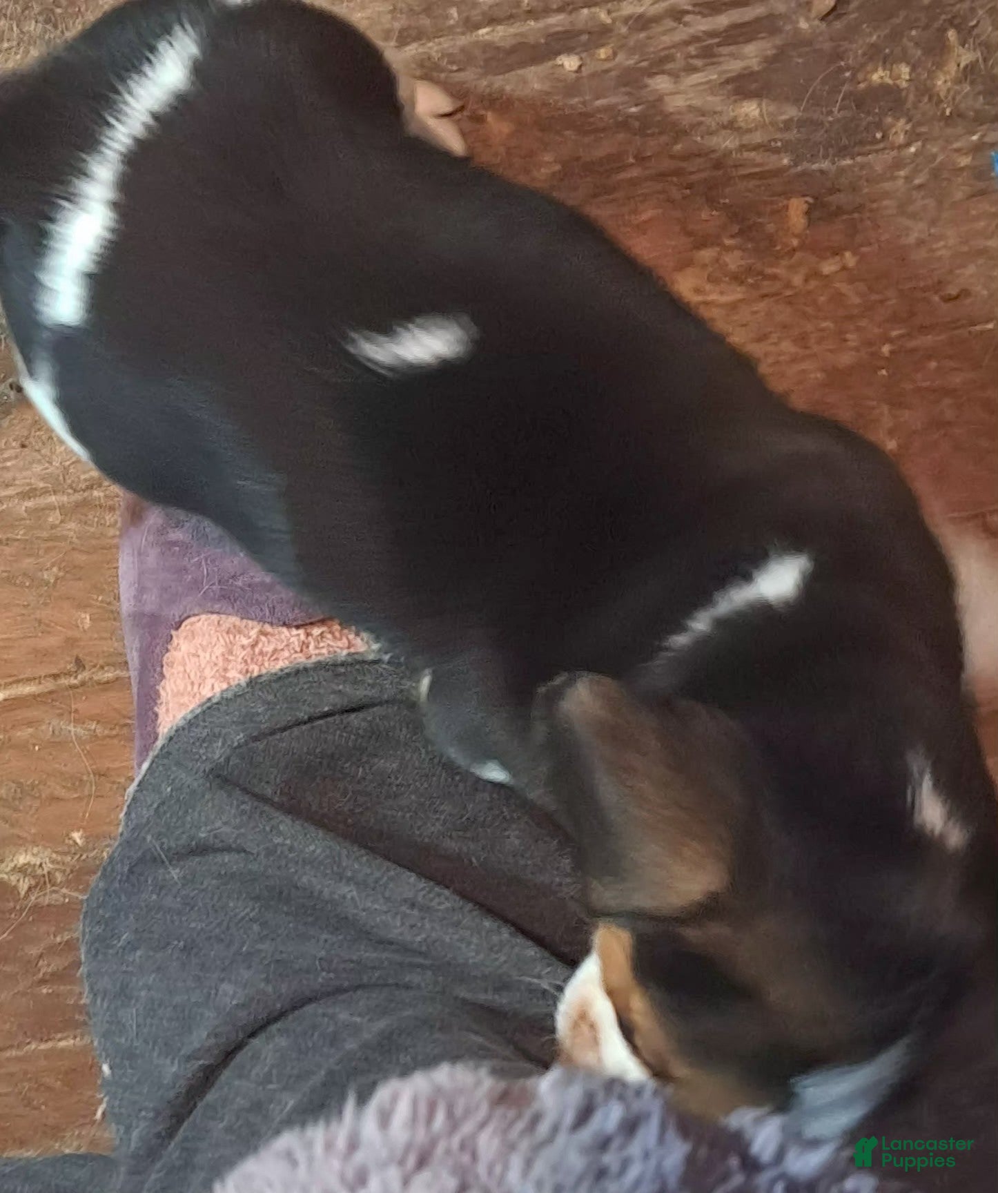 Beagle dogs Beagle Puppy 2 - AKC Registrable. - Ad 2