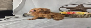 Linda 
