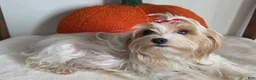 Yorkshire Terrier dogs for sale: Monica - Ad 3