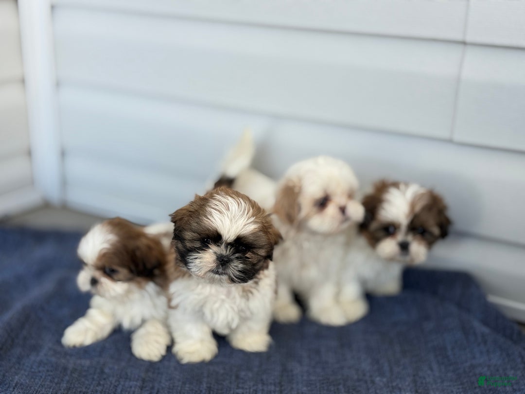 Shih Tzu dogs for sale: Pearl - Ad 14