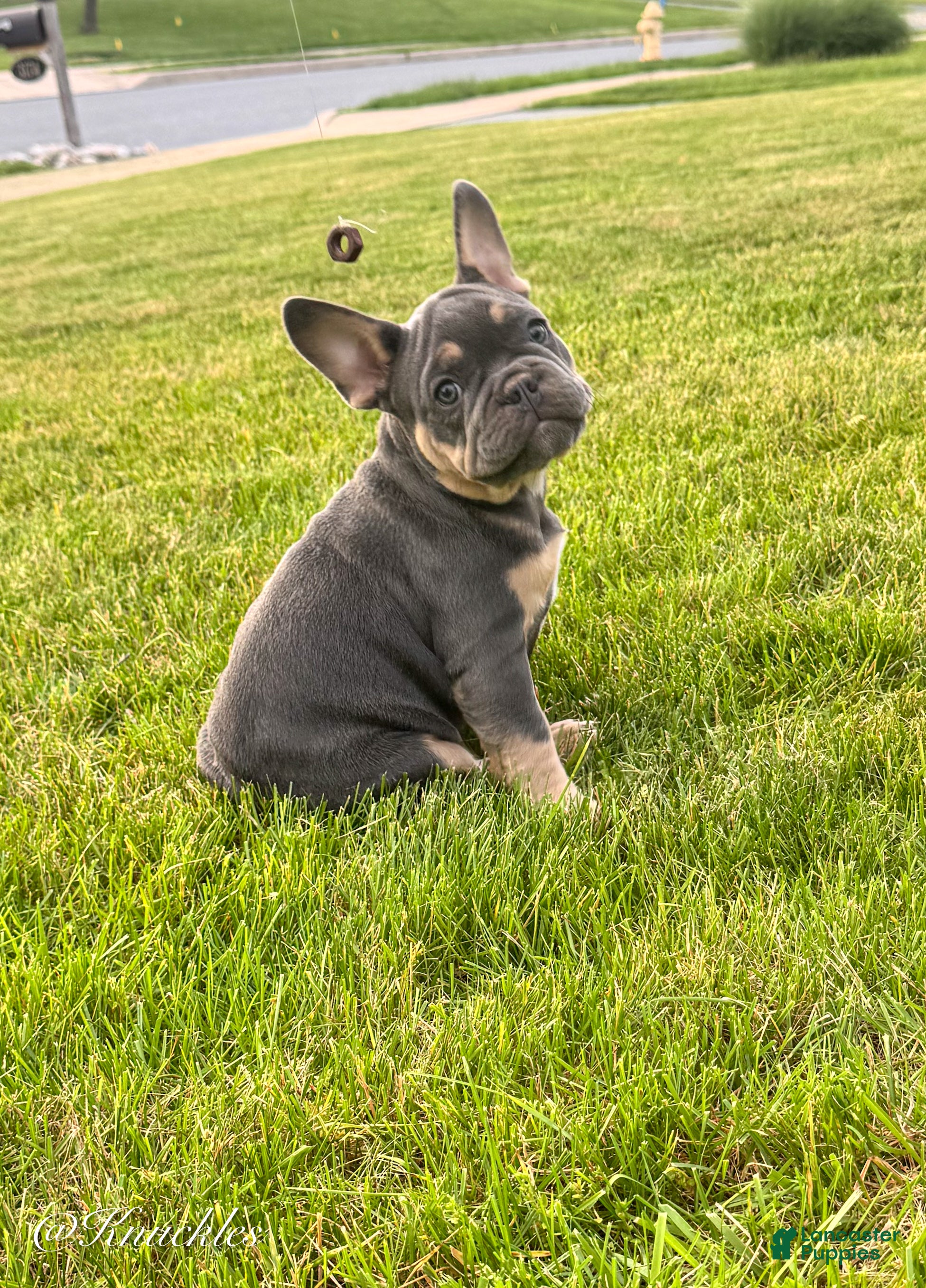 French Bulldog dogs Knuckles  - Ad 2