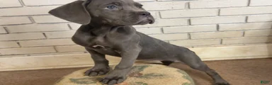 Cane Corso Gray 