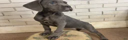 Cane Corso dogs for sale: Cane Corso Gray  - Ad 1