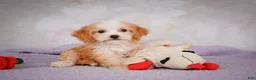 Mini Bernedoodle dogs for sale: Mandy - Ad 9