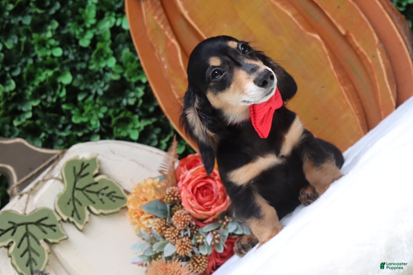 Miniature Dachshund dogs Miniature Dachshund 1 - Ad 1