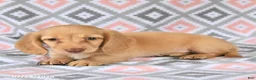 Dachshund dogs for sale: Peanut  - Ad 4