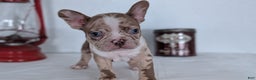 Frenchton dogs for sale: Logan - Ad 5