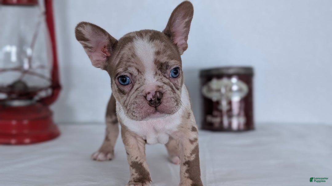 Frenchton dogs for sale: Logan - Ad 5