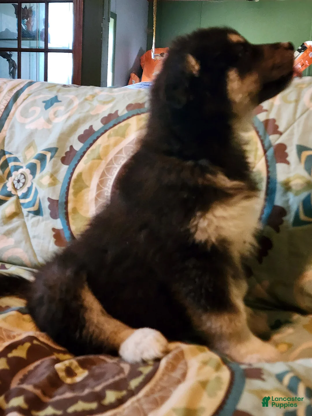 Alaskan Malamute dogs for sale: Alaskan Malamute Puppy 1 - Ad 1