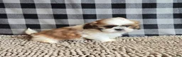 Shih Tzu dogs for sale: Samuel - Ad 6
