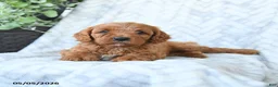 Cavapoo dogs for sale: Buddy - Ad 2