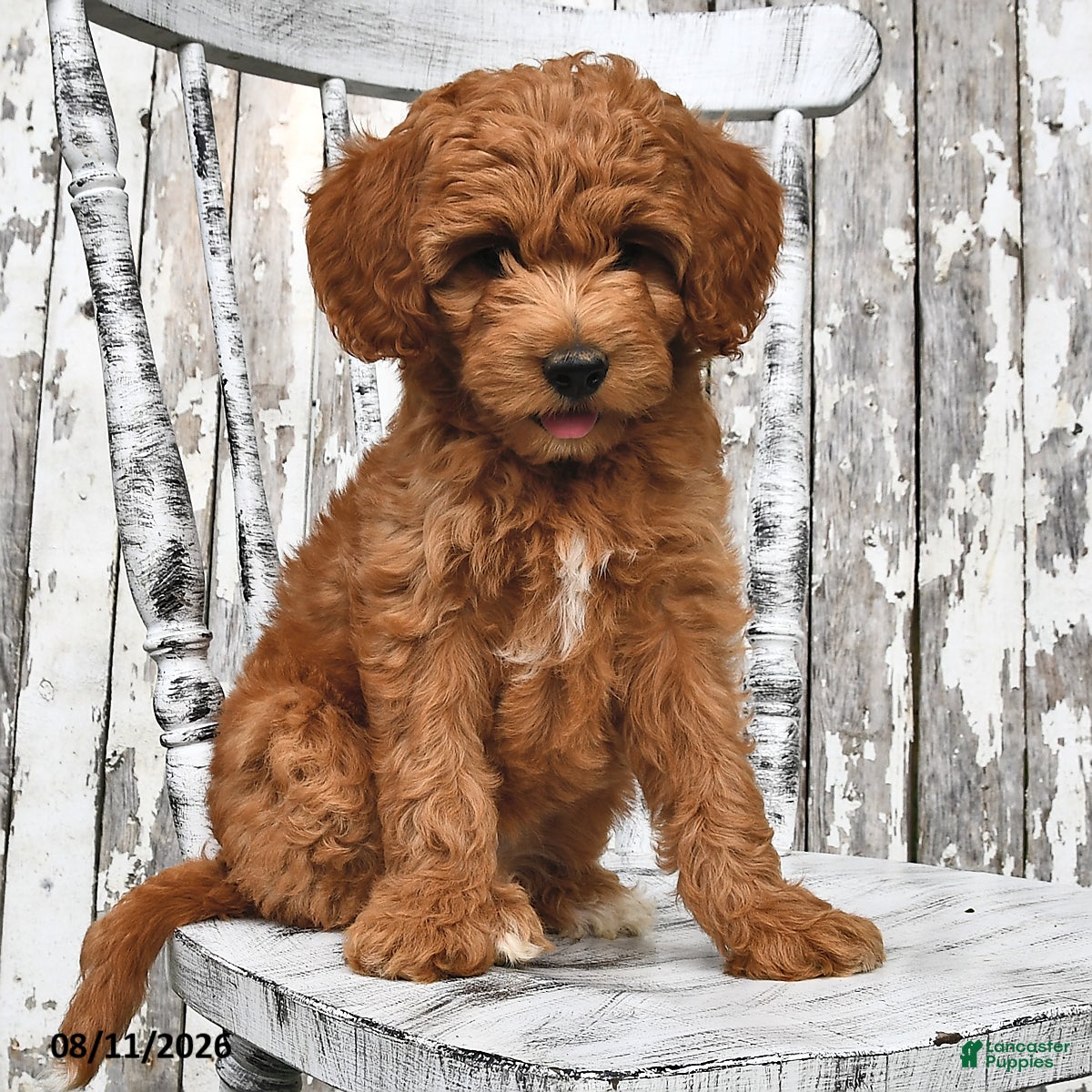 Goldendoodle dogs Willow - Ad 2