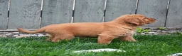 Golden Retriever dogs for sale: Gala - Ad 3