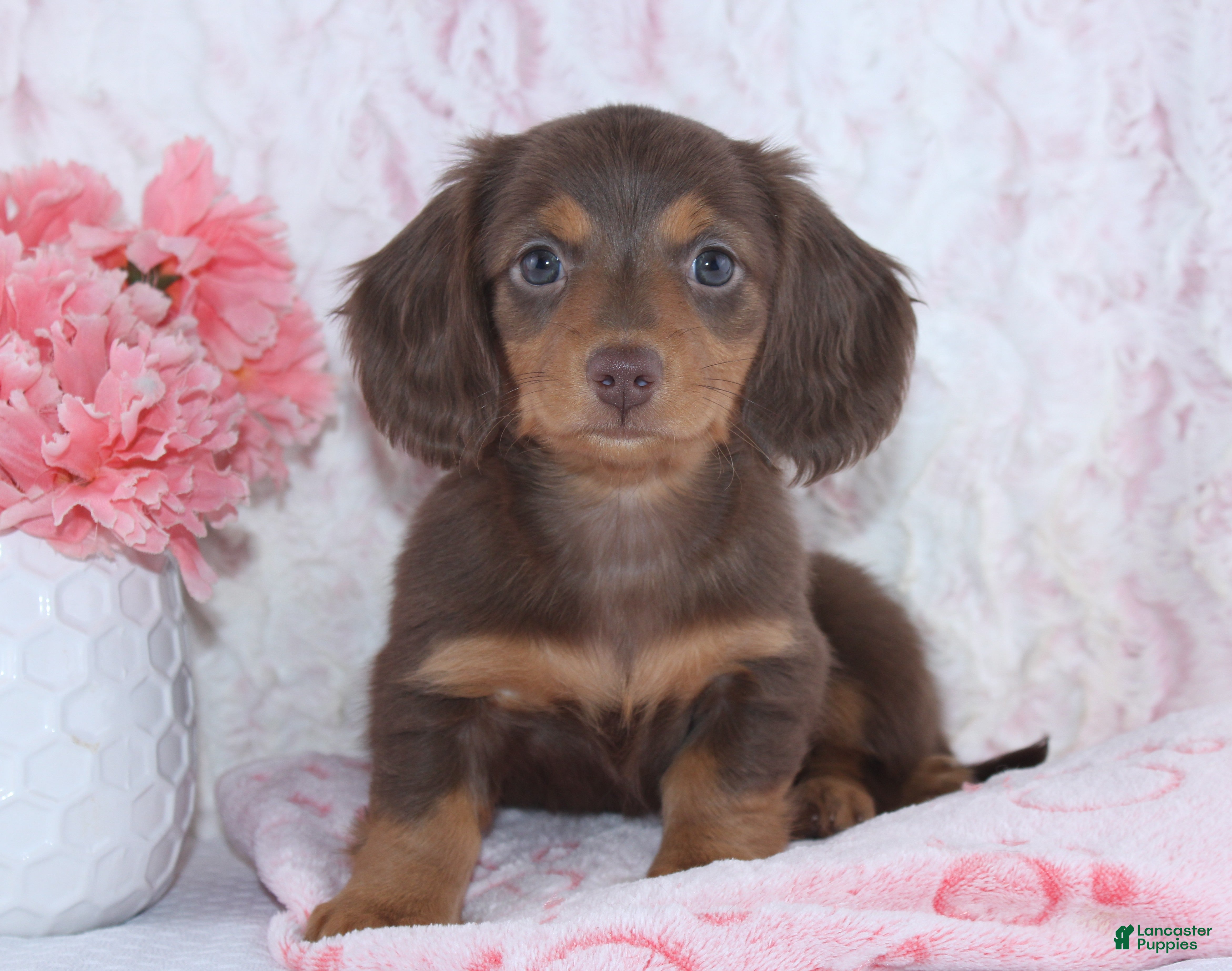 Miniature Dachshund dogs Florence - Ad 2