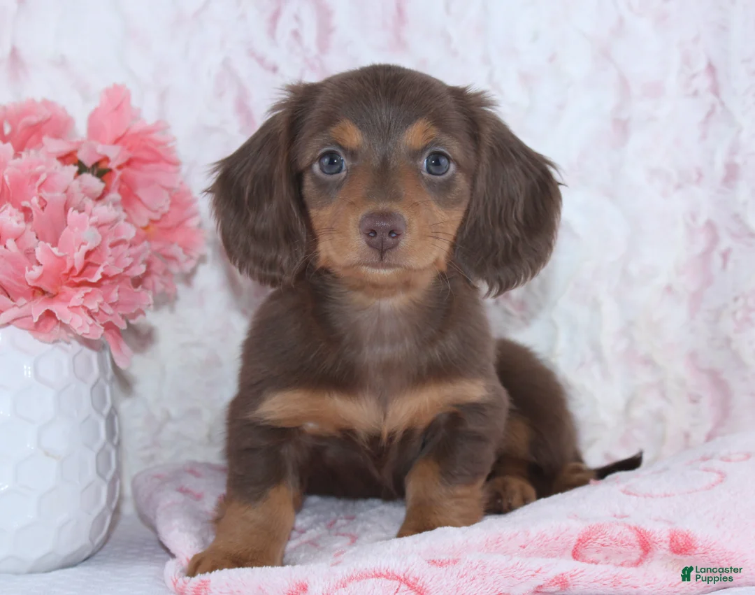 Miniature Dachshund dogs for sale: Florence - Ad 2