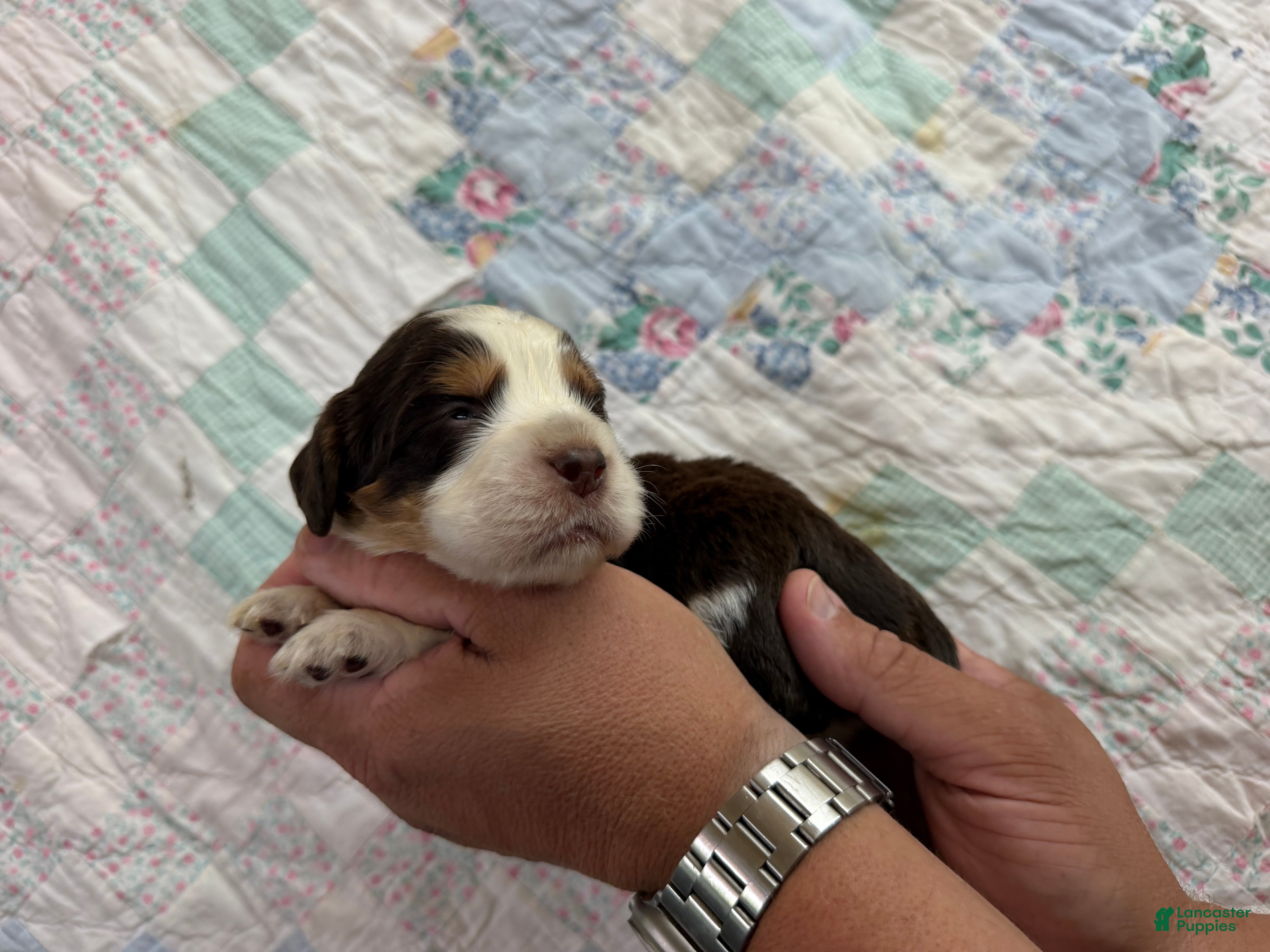 English Springer Spaniel dogs Reef  - Ad 2