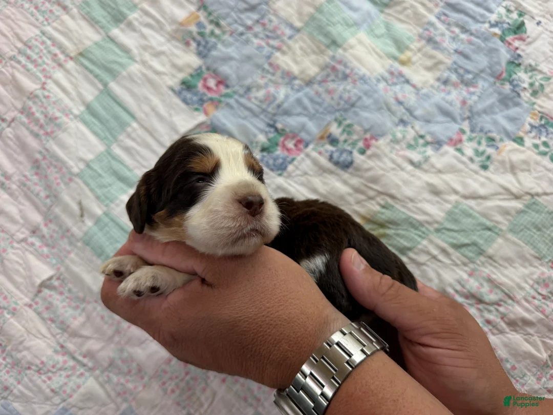 English Springer Spaniel dogs for sale: Reef  - Ad 2