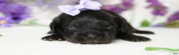 Toy Poodle dogs for sale: Pandora  - Ad 4