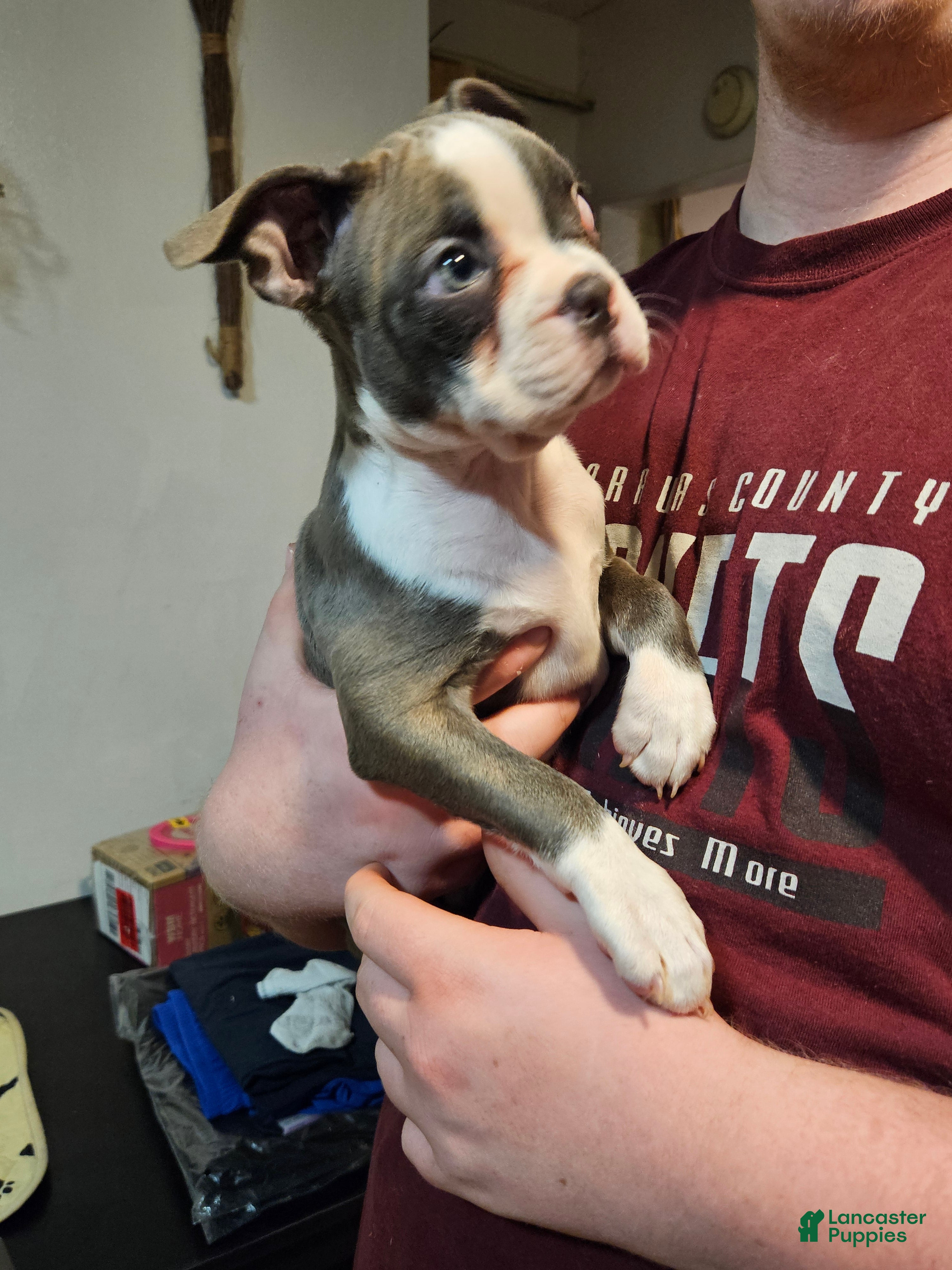 Boston Terrier dogs Boston Terrier Puppy 1 - Ad 1