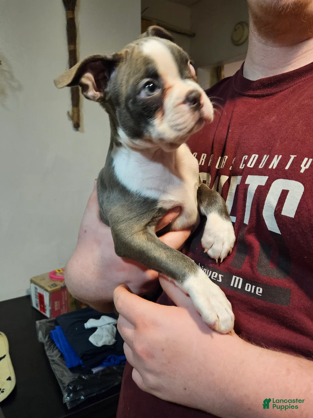 Boston Terrier dogs for sale: Boston Terrier Puppy 1 - Ad 1