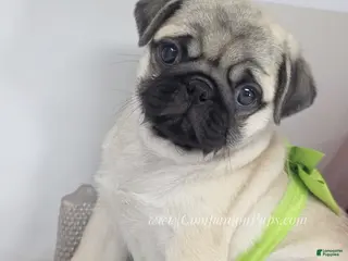 Pug dogs Green Collar - Silver Fawn Pug Puppy - Ad 1