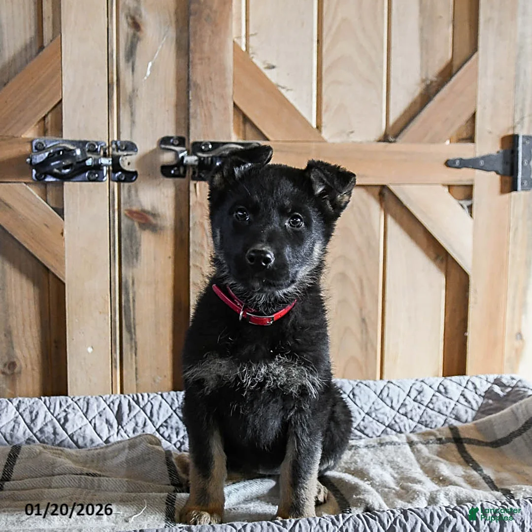 German Shepherd dogs for sale: Melody - Ad 3