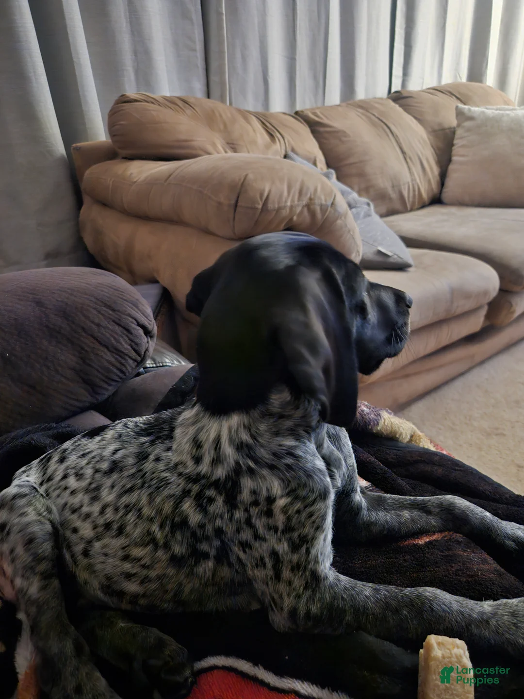 German Shorthaired Pointer dogs for sale: German Shorthaired Pointer Puppy 1 - Ad 3