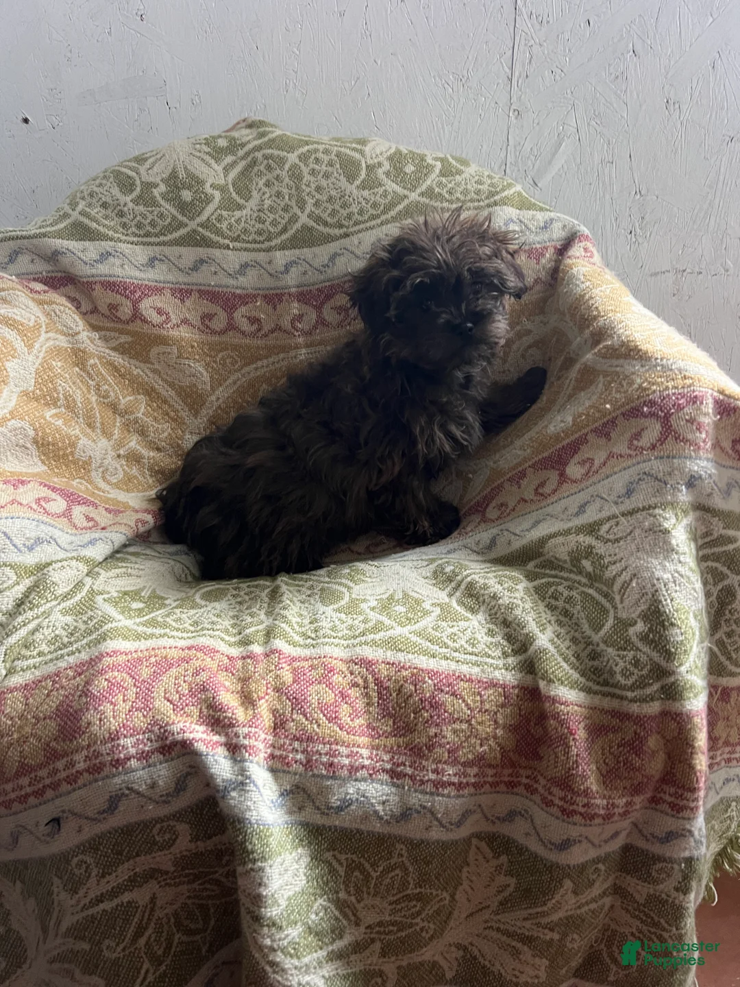 Shihpoo dogs for sale: Susie Girl - Ad 6
